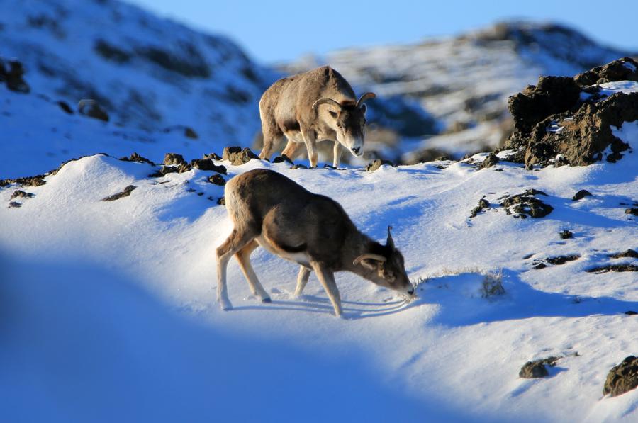 Aletai in Xinjiang sees steady increase in wildlife