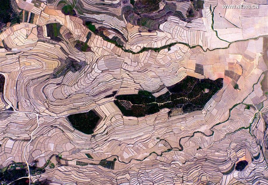 Aerial view of watermelon terraces in S China's Baise