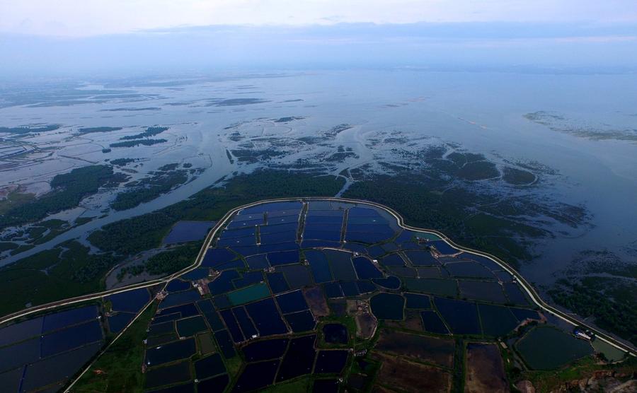 7,300-hectare mangrove trees protect South China locals