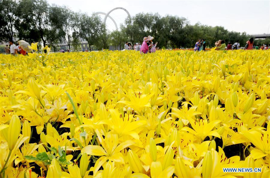 Tourists enjoy scenery of lily flowers in Shenyang, China's Liaoning