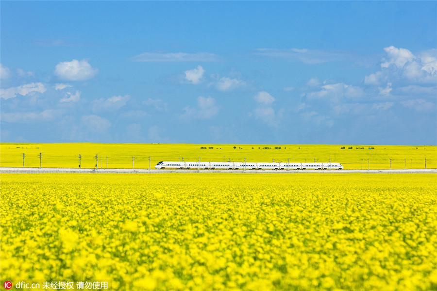 Train runs through cole flower fields in Qinghai