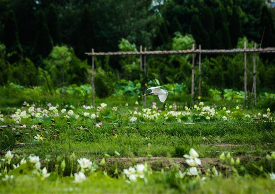 Lotus ponds open to public in E China's village