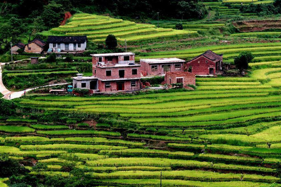 Scenery of rice fields in Quanzhou, S China's Guangxi