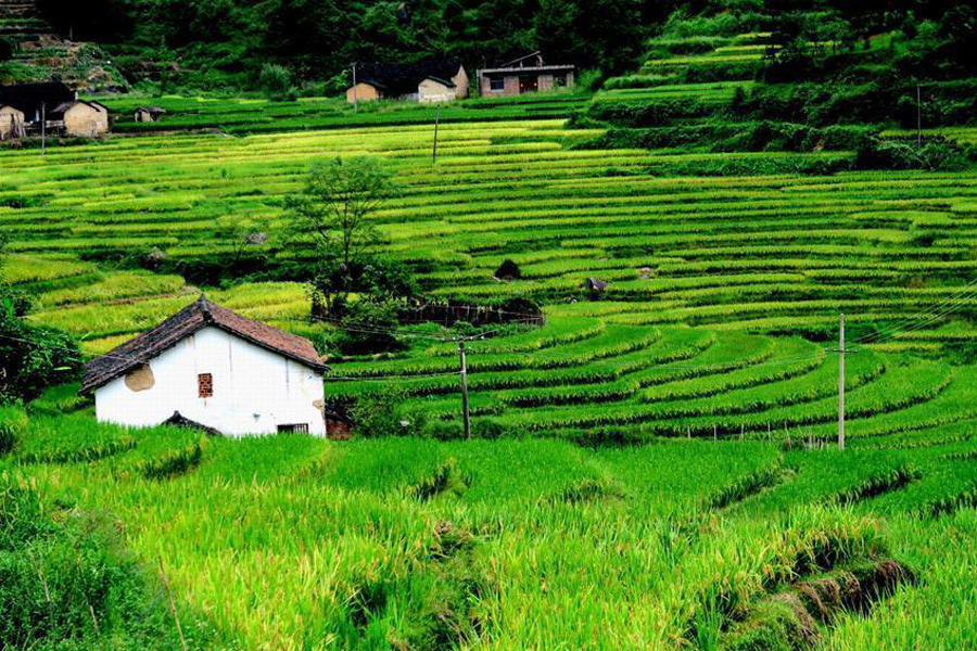 Scenery of rice fields in Quanzhou, S China's Guangxi