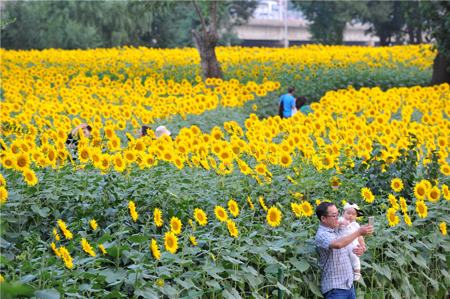 Shenyang sunflowers in full blossom