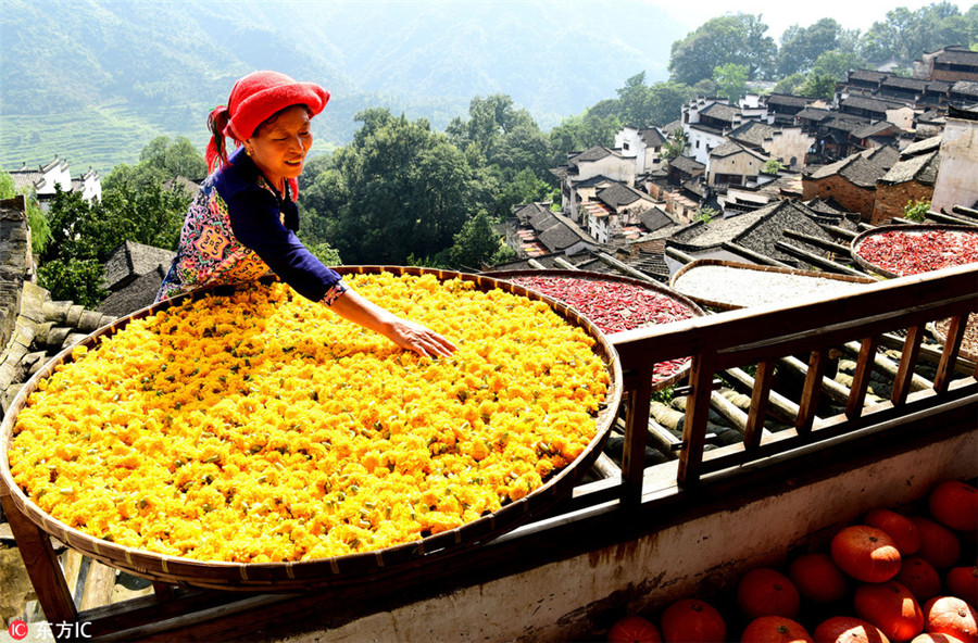 Stunning colors celebrate China's autumn harvest