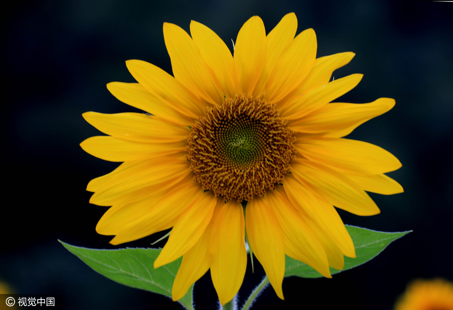 Golden sunflowers burst open in autumn beauty