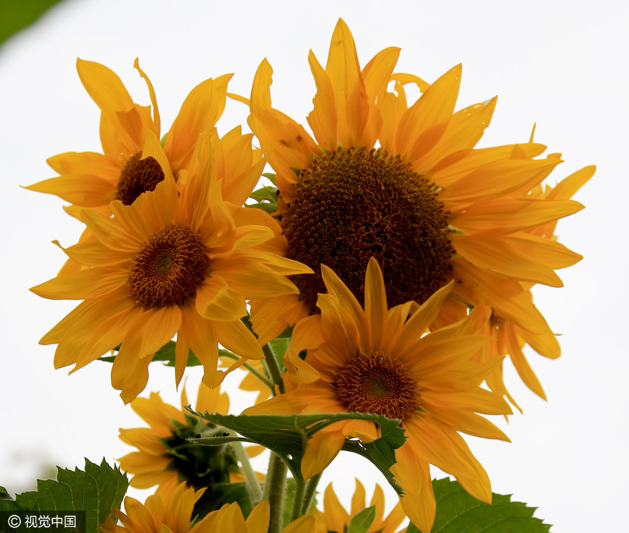 Golden sunflowers burst open in autumn beauty