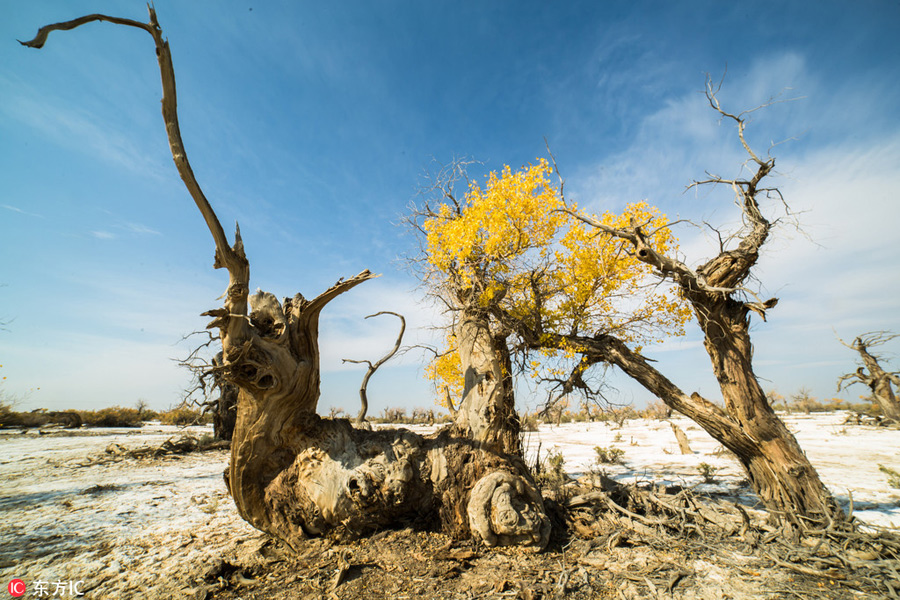 Golden Euphrates Poplar adds color to barren Xinjiang desert