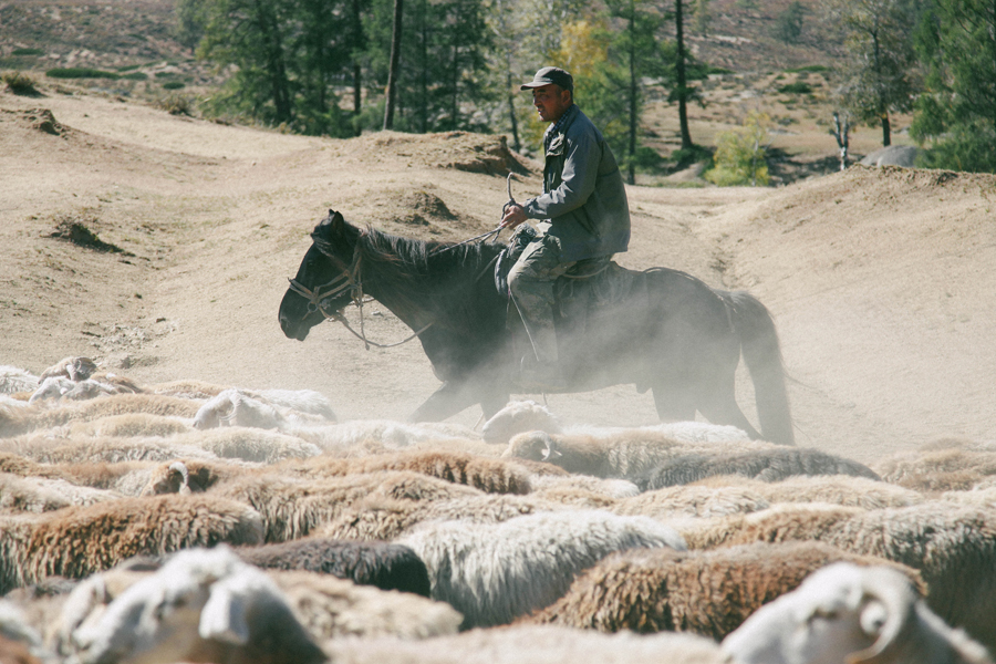 Xinjiang Altay prefecture: Land of Kazakh herdsmen, horses and golden fall