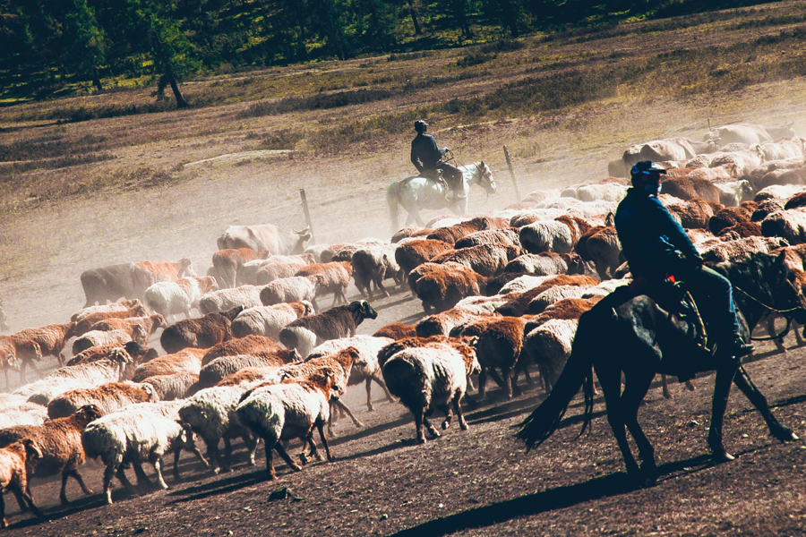 Xinjiang Altay prefecture: Land of Kazakh herdsmen, horses and golden fall