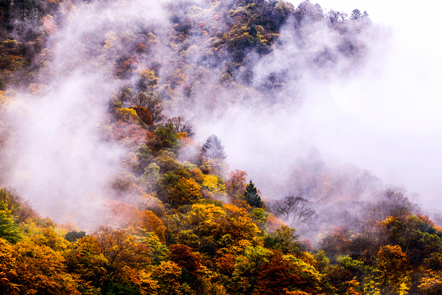 Autumn scenery of Shennongjia, Hubei province