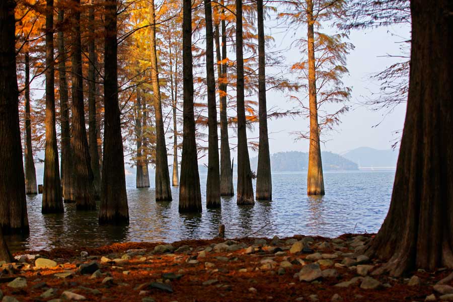 Siming Lake redwoods a popular sight