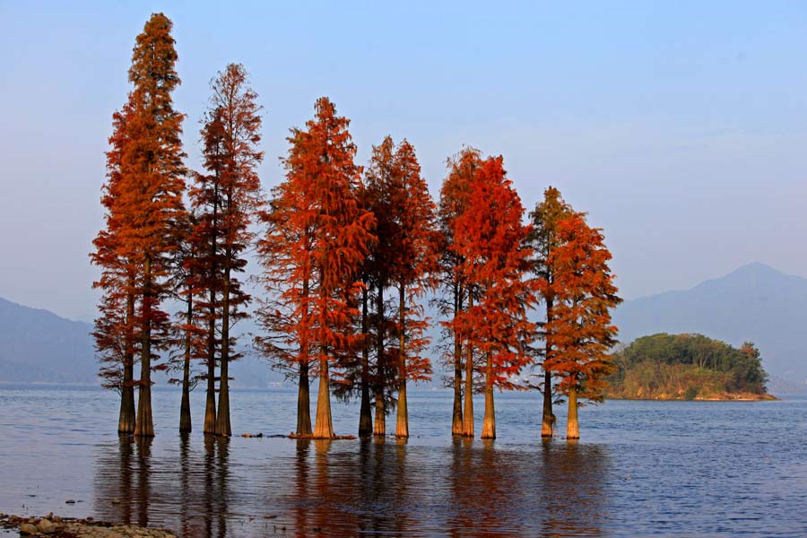 Siming Lake redwoods a popular sight