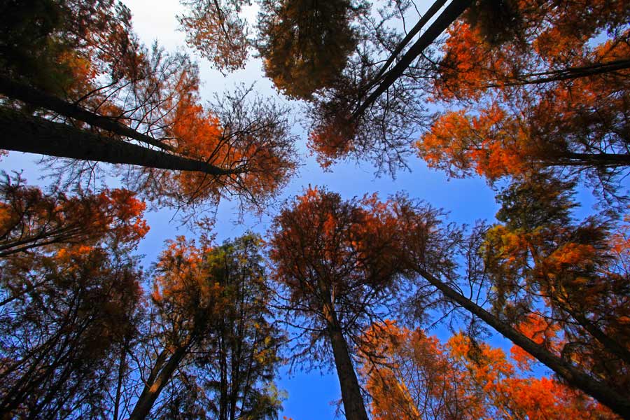 Siming Lake redwoods a popular sight