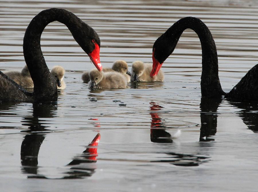 Cute cygnets brighten up winter