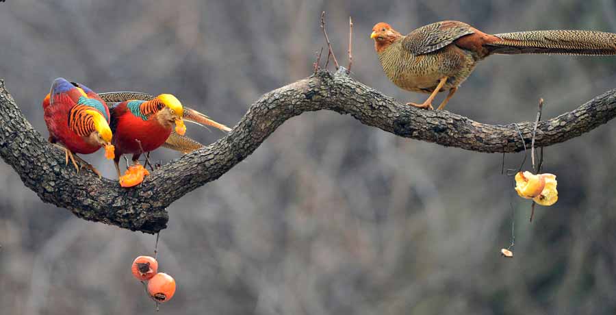 Golden pheasants seen in Central China