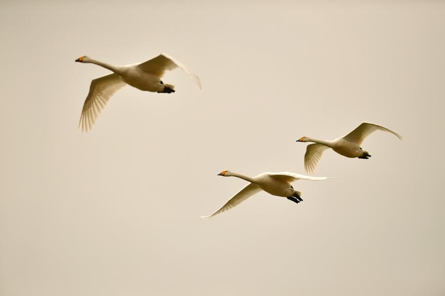 Migratory swans from Siberia seen in Henan