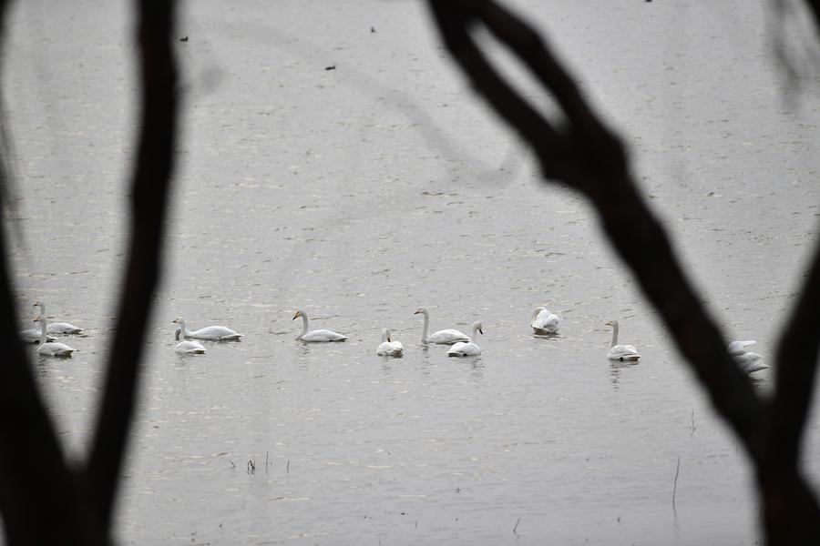 Migratory swans from Siberia seen in Henan