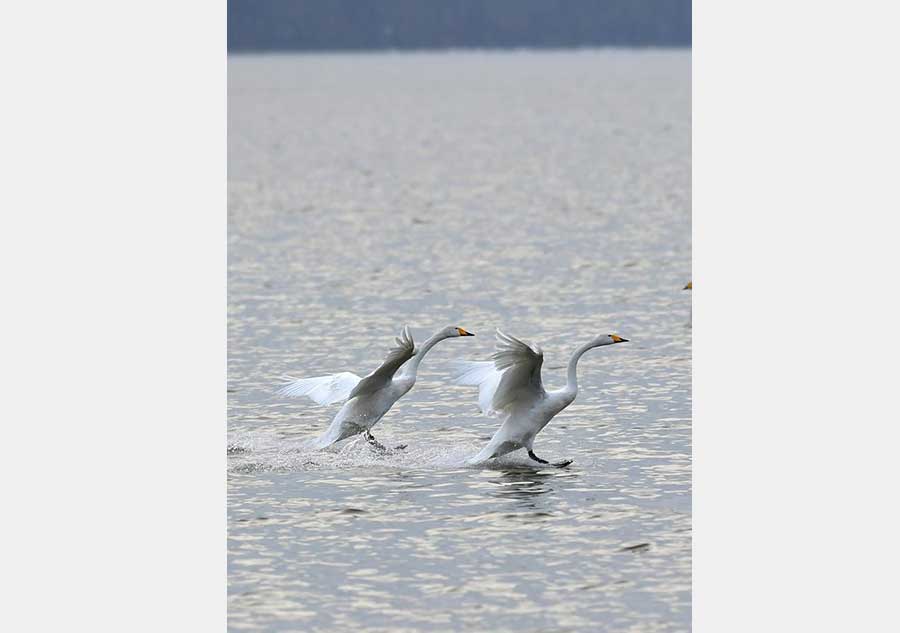 Migratory swans from Siberia seen in Henan