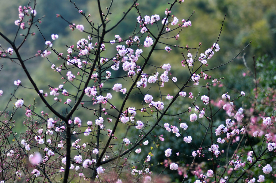 Cherry blossoms attract bees and tourists in Hunan