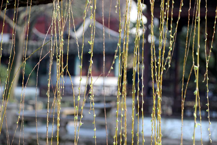 Zhuozheng garden in Suzhou gets spring color