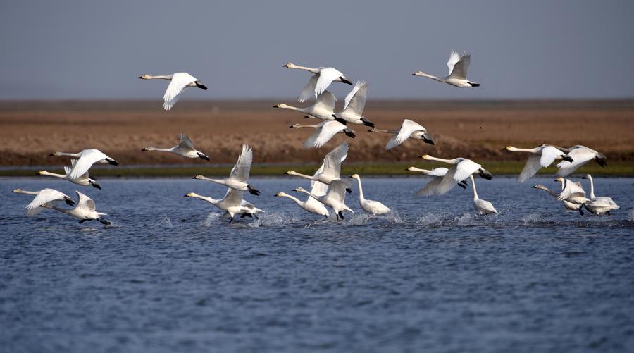 Migratory birds ready to fly north