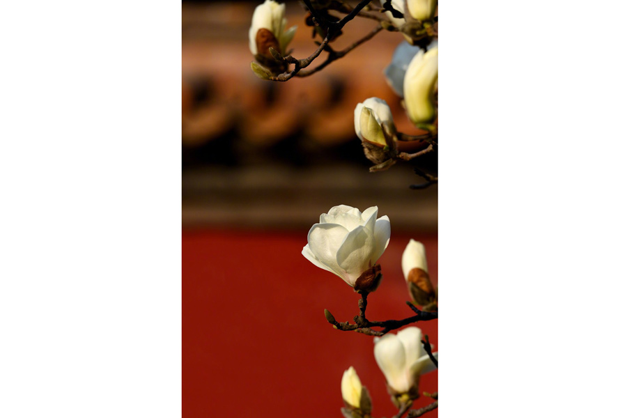 Magnolia flowers signal spring at Forbidden City