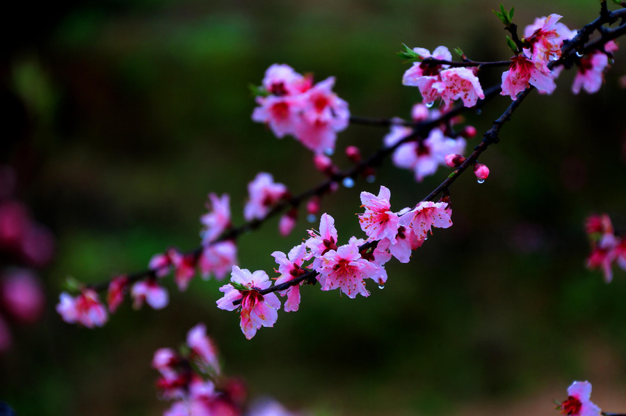 Vibrant peach blossom in East China