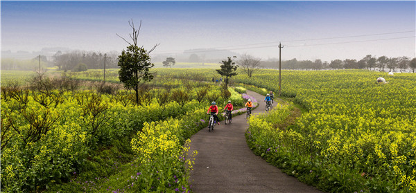 Nanjing's cole fields lure tourists