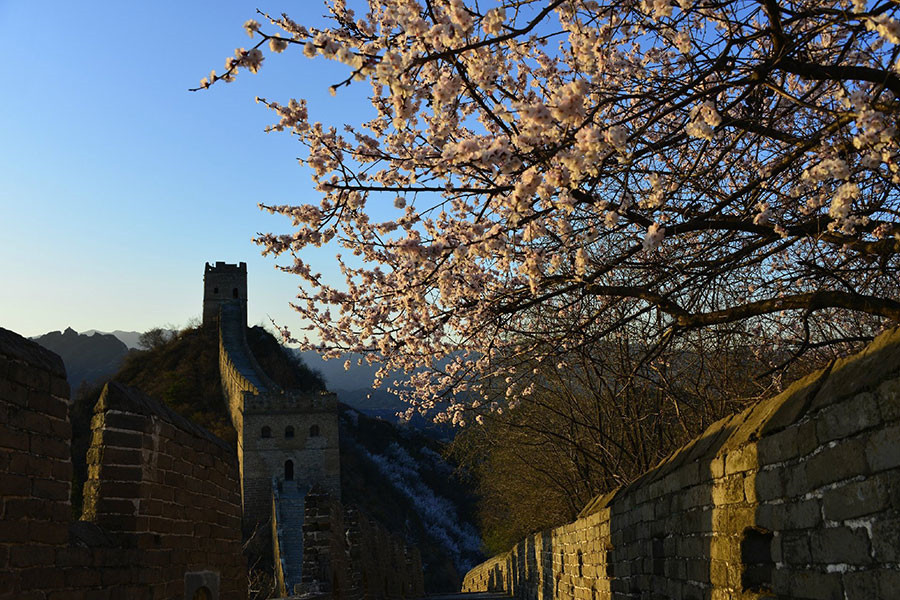 5th Jinshanling Apricot Flower Festival kicks off in Chengde