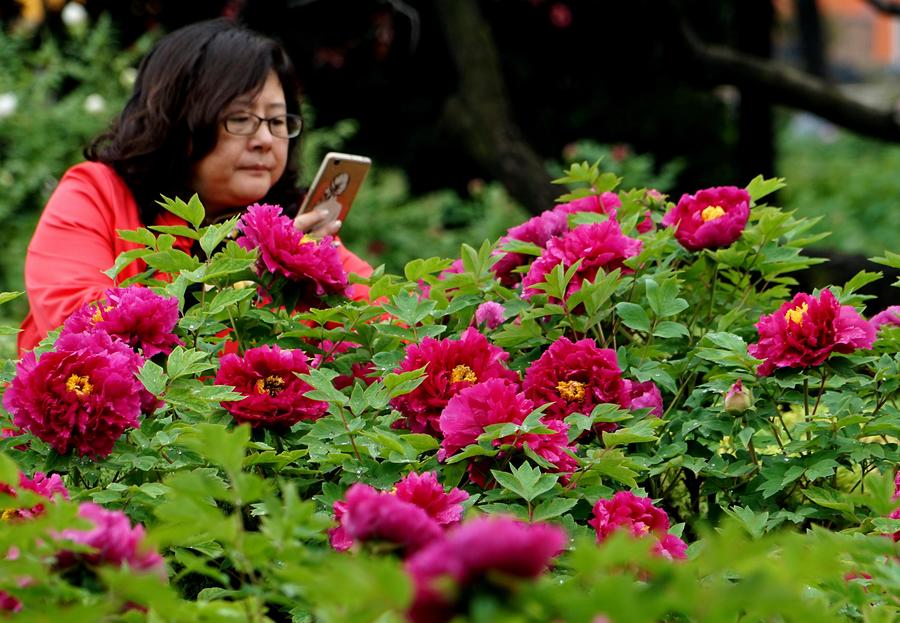 Peonies come into flourishing term in China's Luoyang