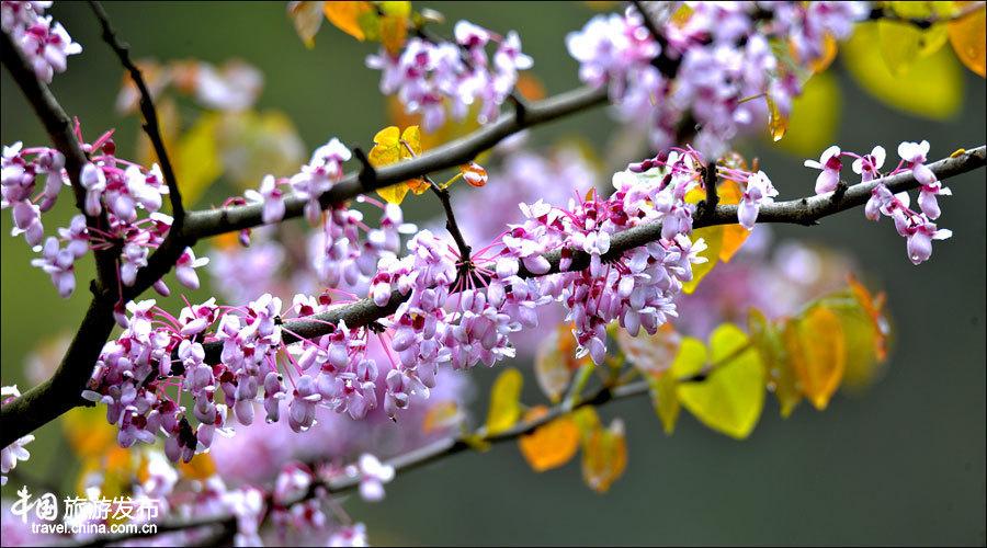 Spring scenery of Tangjiahe National Nature Reserve