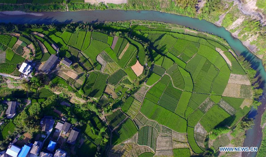 Aerial view of tea gardens in Hubei