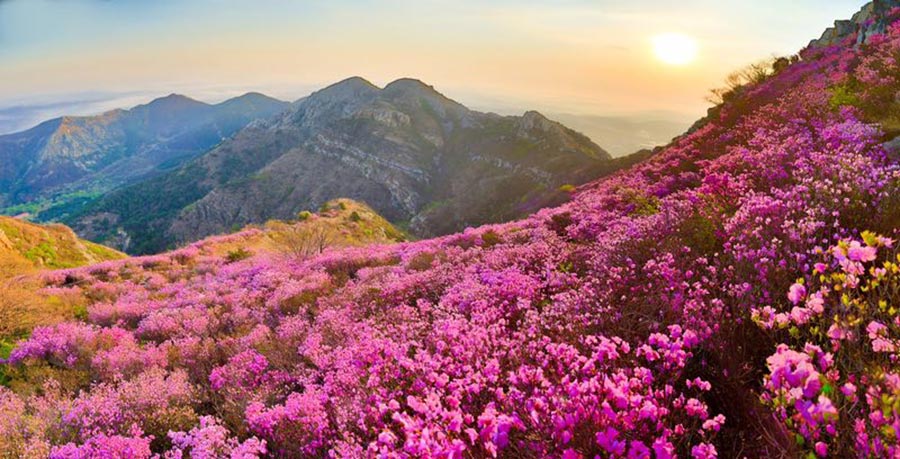 'Sea of flowers' attract tourists in Northeast China