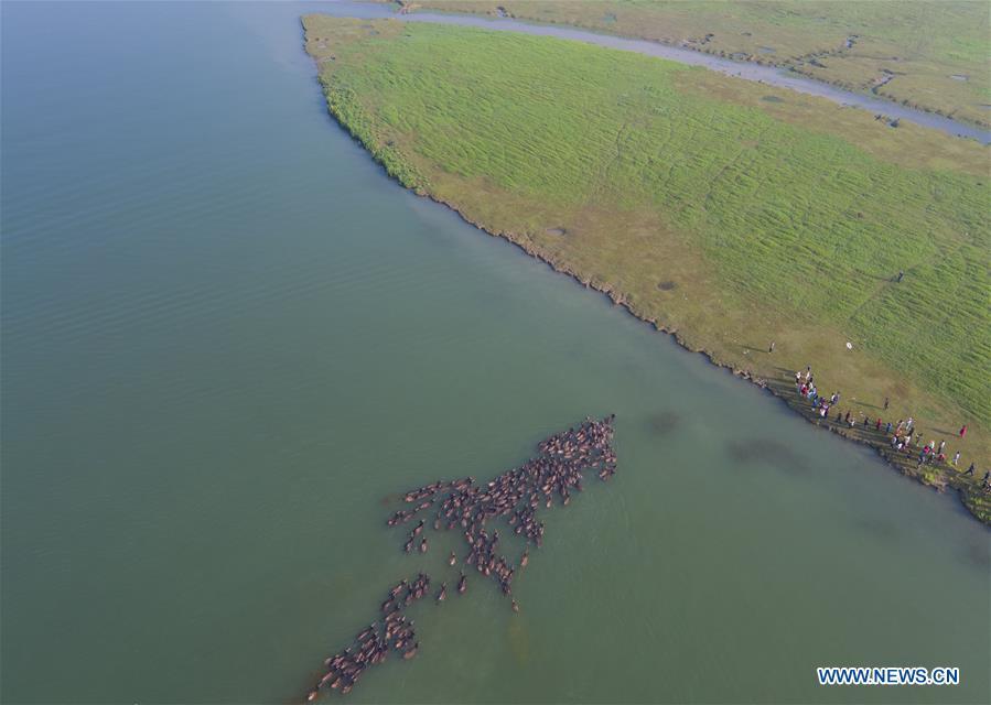 Scene of cattle moving across river attracts tourists in SW China