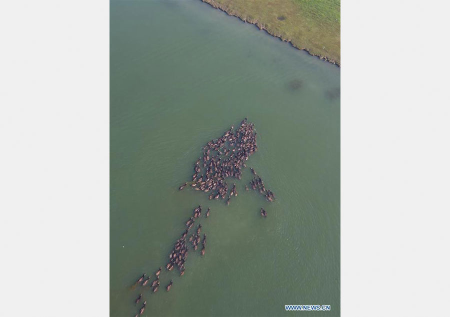 Scene of cattle moving across river attracts tourists in SW China