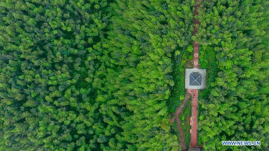 Aerial view of Bamboo Forest Park in SW China