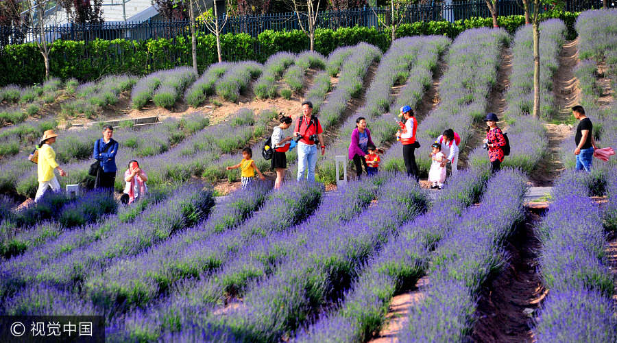 Crowds flock to free Vanilla Garden in Shanghai