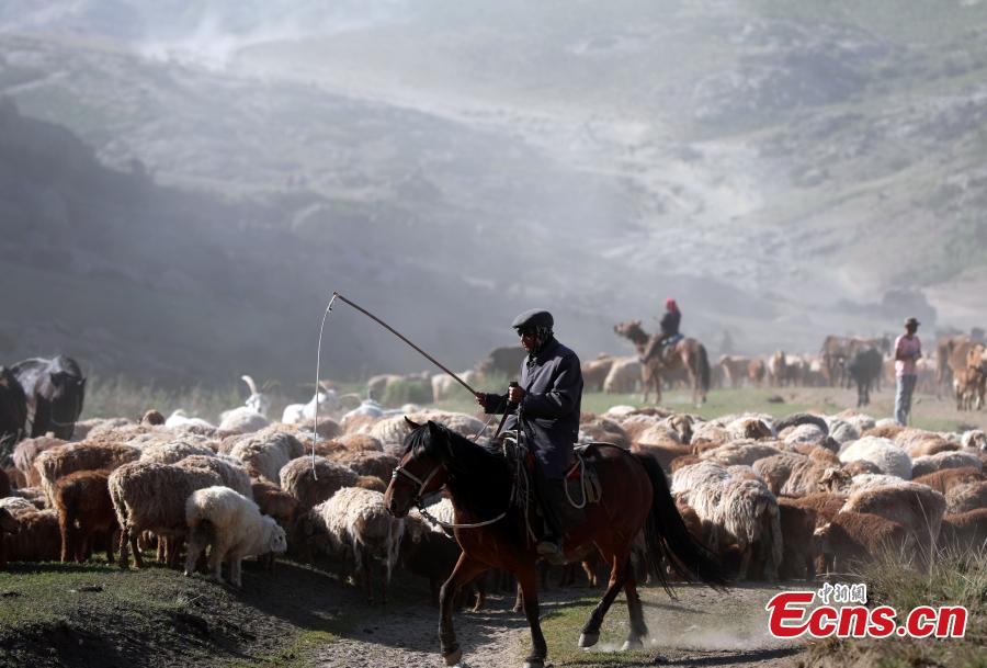 Incredible seasonal livestock migration in Xinjiang