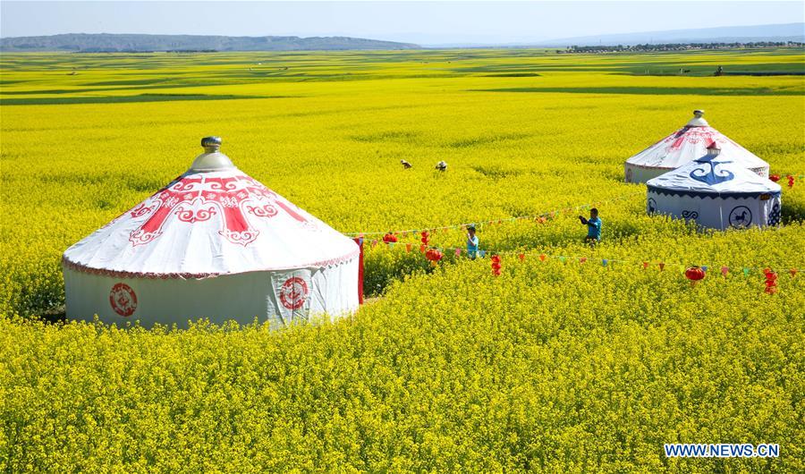 Blooming cole flowers attract tourists in NW China's Gansu