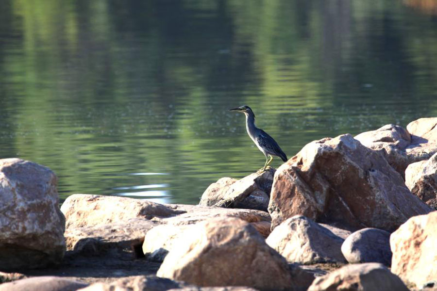 Jingyuetan, a paradise for wildlife