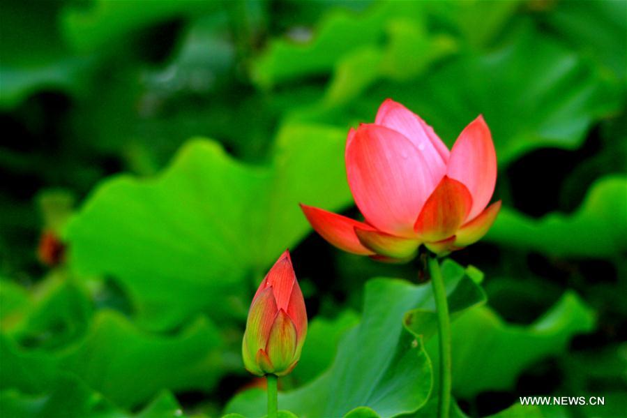 Lotus flower seen in NW China's Gansu