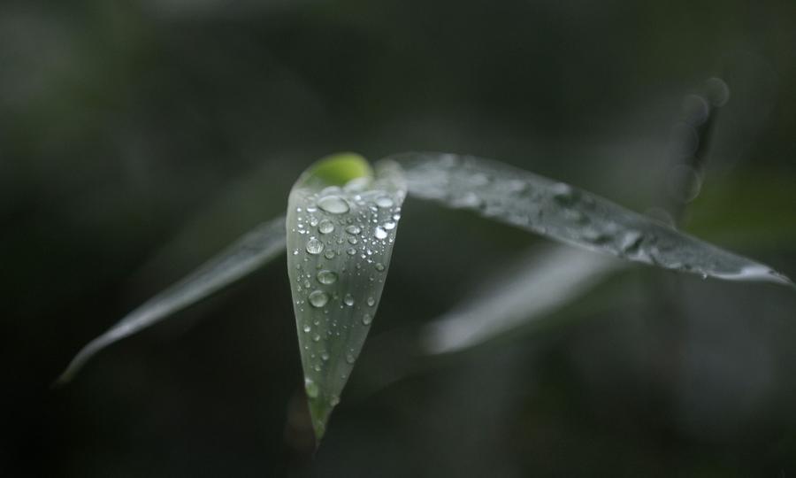 Park scenery after rain in Yangzhou, E China's Jiangsu