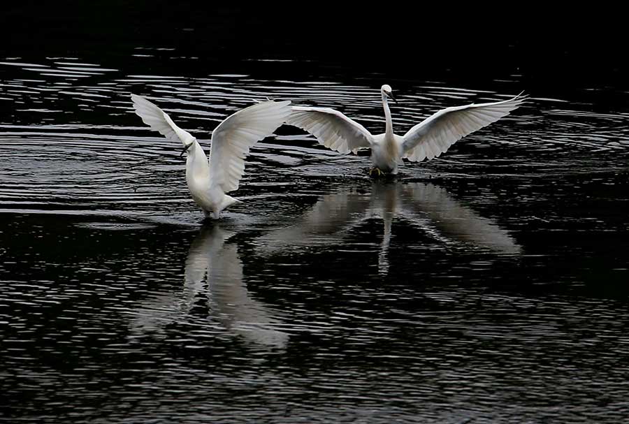 Egrets seen near Xinanjiang River in Anhui