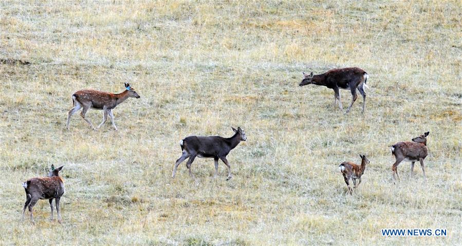 Semi-wild red deer, sika deer in NW China's Qinghai