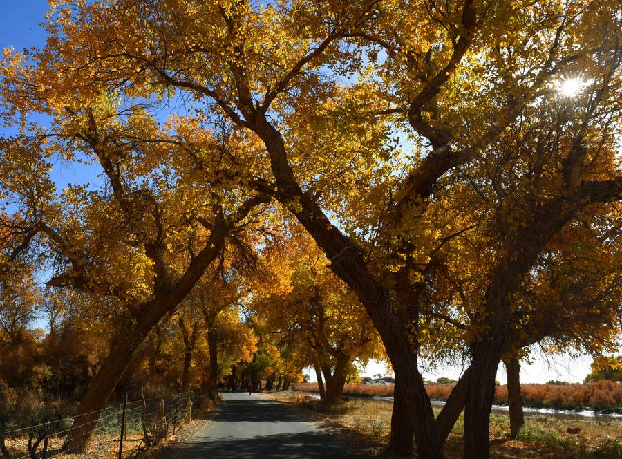 Populus euphratica seen in Inner Mongolia