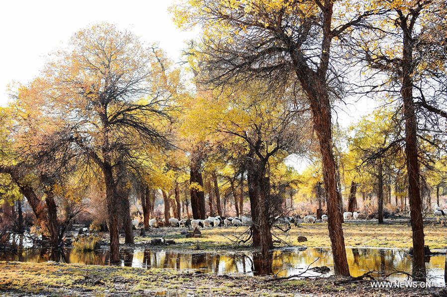 Autumn scenery of populus euphratica forest in N China