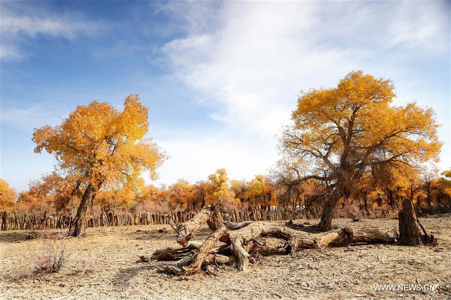 Autumn scenery of populus euphratica forest in N China