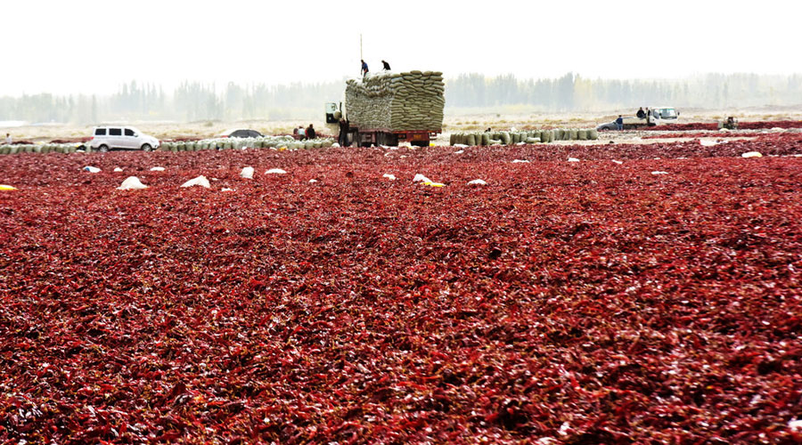 Amazing red chili peppers ocean in China's Xinjiang